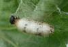 Campopleginae inconnu